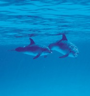 ����������� - ����������� �� RCC-TRAVEL.RU