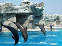 Дельфинарий - фотогалерея на RCC-TRAVEL.RU Дельфинарий - фотогалерея на RCC-TRAVEL.RU