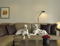 комфортабельные условия для животных - фотогалерея на RCC-TRAVEL.RU комфортабельные условия для животных - фотогалерея на RCC-TRAVEL.RU