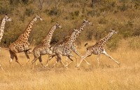 ������� ����� - ����������� �� RCC-TRAVEL.RU