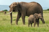 местная фауна - фотогалерея на RCC-TRAVEL.RU местная фауна - фотогалерея на RCC-TRAVEL.RU