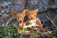 ��� - ����������� �� RCC-TRAVEL.RU