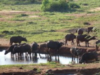 местная фауна - фотогалерея на RCC-TRAVEL.RU местная фауна - фотогалерея на RCC-TRAVEL.RU