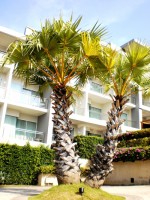 ��� - ����������� �� RCC-TRAVEL.RU