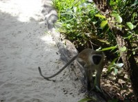 местная фауна - фотогалерея на RCC-TRAVEL.RU местная фауна - фотогалерея на RCC-TRAVEL.RU