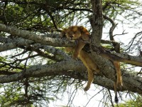 местная фауна - фотогалерея на RCC-TRAVEL.RU местная фауна - фотогалерея на RCC-TRAVEL.RU