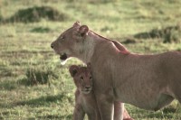 ������� ����� - ����������� �� RCC-TRAVEL.RU