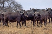 ������� ����� - ����������� �� RCC-TRAVEL.RU