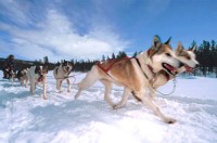 развлечения - фотогалерея на RCC-TRAVEL.RU развлечения - фотогалерея на RCC-TRAVEL.RU