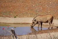 местная фауна - фотогалерея на RCC-TRAVEL.RU местная фауна - фотогалерея на RCC-TRAVEL.RU