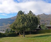 ��� - ����������� �� RCC-TRAVEL.RU