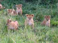 местная фауна - фотогалерея на RCC-TRAVEL.RU местная фауна - фотогалерея на RCC-TRAVEL.RU