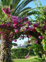 сад - фотогалерея на RCC-TRAVEL.RU сад - фотогалерея на RCC-TRAVEL.RU