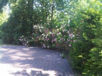 сад - фотогалерея на RCC-TRAVEL.RU сад - фотогалерея на RCC-TRAVEL.RU