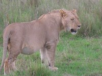 местная фауна - фотогалерея на RCC-TRAVEL.RU местная фауна - фотогалерея на RCC-TRAVEL.RU