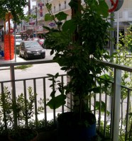 вид из отеля - фотогалерея на RCC-TRAVEL.RU вид из отеля - фотогалерея на RCC-TRAVEL.RU