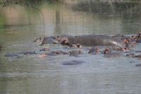 местная фауна - фотогалерея на RCC-TRAVEL.RU местная фауна - фотогалерея на RCC-TRAVEL.RU