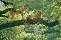 местная фауна - фотогалерея на RCC-TRAVEL.RU местная фауна - фотогалерея на RCC-TRAVEL.RU