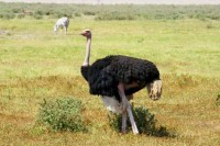 ������� ����� - ����������� �� RCC-TRAVEL.RU